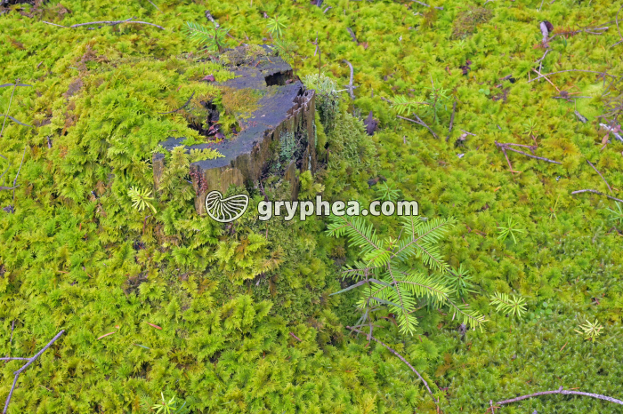 Mousses diverses sur sol forestier humide - gryphea.org